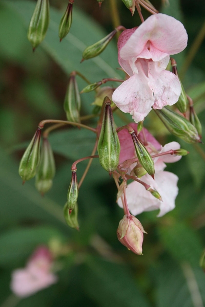 Pflanzenbild gross Drüsiges Springkraut - Impatiens glandulifera