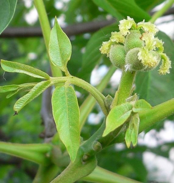Pflanzenbild gross Walnussbaum - Juglans regia