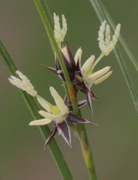 Pflanzenbild gross Dreiblatt-Binse - Juncus trifidus