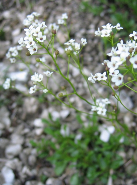Pflanzenbild gross Felsen-Kugelschötchen - Kernera saxatilis