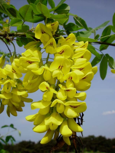 Pflanzenbild gross Gemeiner Goldregen - Laburnum anagyroides
