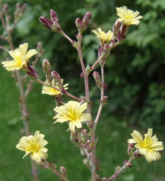 Pflanzenbild gross Kopfsalat - Lactuca sativa