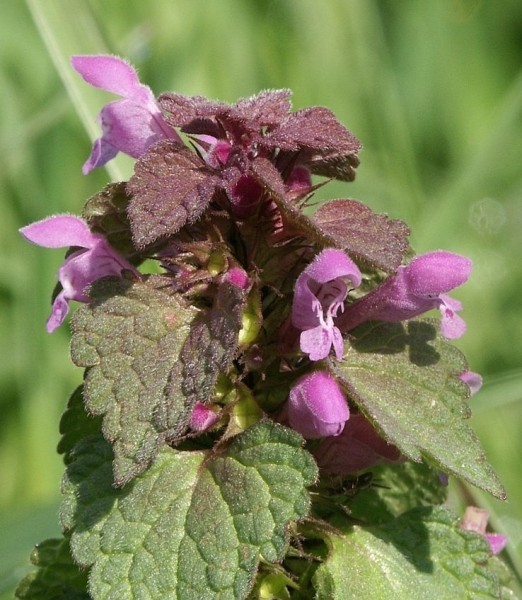 Pflanzenbild gross Acker-Taubnessel - Lamium purpureum
