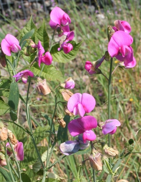 Pflanzenbild gross Breitblättrige Platterbse - Lathyrus latifolius