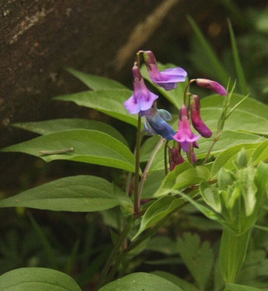 Pflanzenbild gross Frühlings-Platterbse - Lathyrus vernus