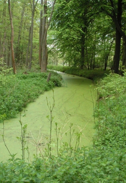 Pflanzenbild gross Kleine Wasserlinse - Lemna minor