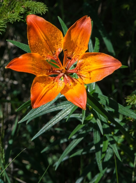 Pflanzenbild gross Bulbillentragende Feuerlilie - Lilium bulbiferum subsp. bulbiferum