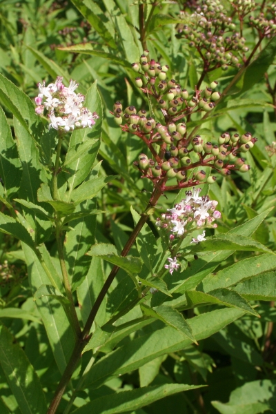 Pflanzenbild gross Zwerg-Holunder - Sambucus ebulus