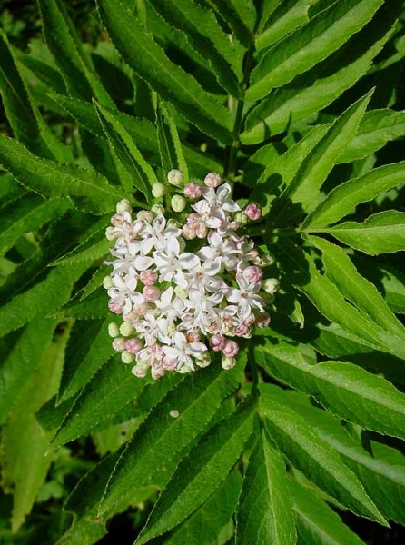Pflanzenbild gross Zwerg-Holunder - Sambucus ebulus