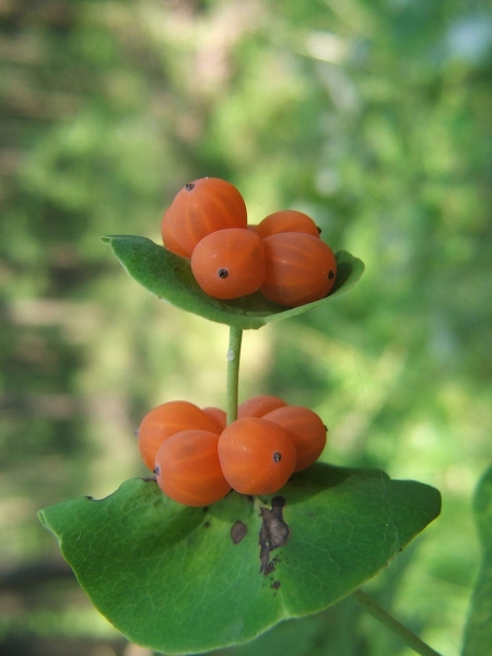 Pflanzenbild gross Garten-Geissblatt - Lonicera caprifolium