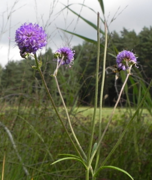 Pflanzenbild gross Abbisskraut - Succisa pratensis