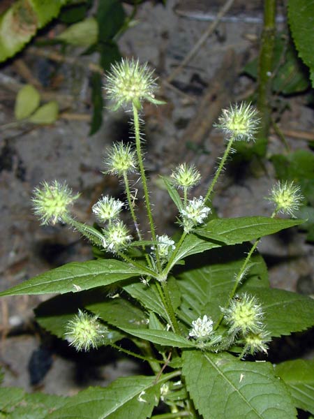 Pflanzenbild gross Behaarte Karde - Dipsacus pilosus