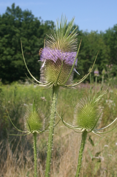 Pflanzenbild gross Wilde Karde - Dipsacus fullonum
