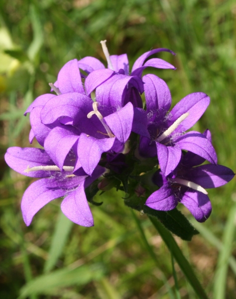 Pflanzenbild gross Gewöhnliche Knäuel-Glockenblume - Campanula glomerata subsp. glomerata