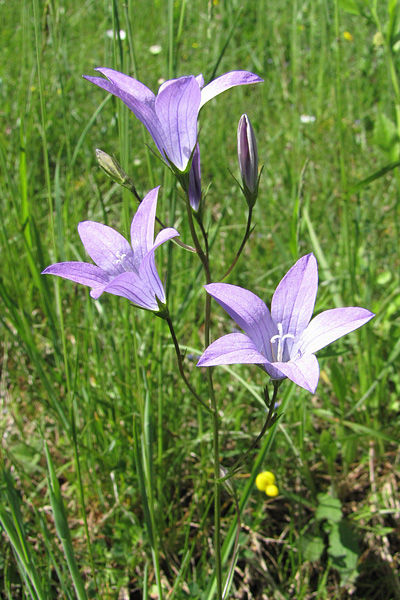 Pflanzenbild gross Gewöhnliche Wiesen-Glockenblume - Campanula patula subsp. patula