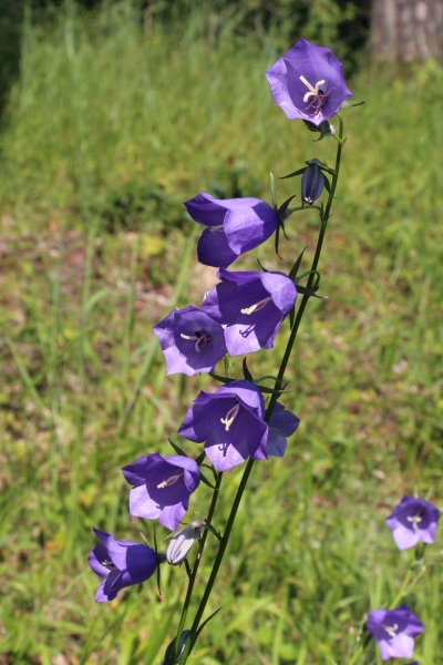 Pflanzenbild gross Pfirsichblättrige Glockenblume - Campanula persicifolia