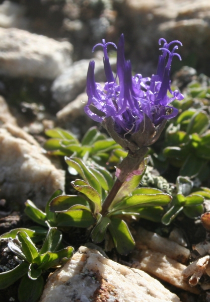 Pflanzenbild gross Kugelblumen-Rapunzel - Phyteuma globulariifolium