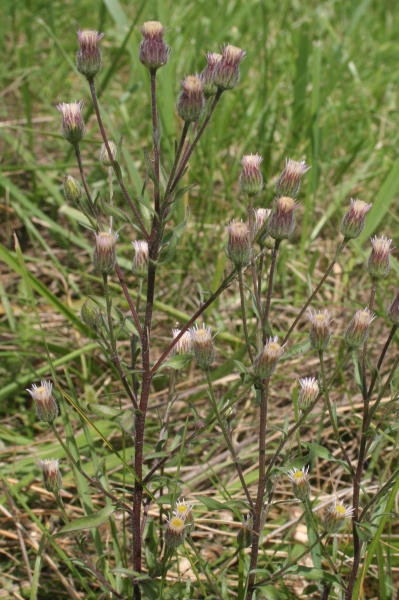Pflanzenbild gross Scharfes Berufkraut - Erigeron acris