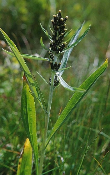 Pflanzenbild gross Norwegisches Ruhrkraut - Gnaphalium norvegicum