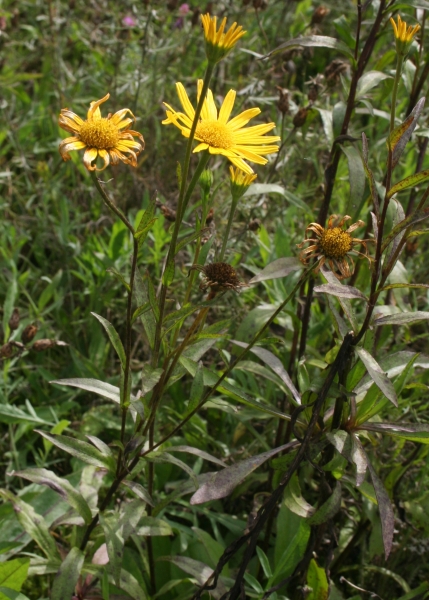 Pflanzenbild gross Weidenblättriges Rindsauge - Buphthalmum salicifolium