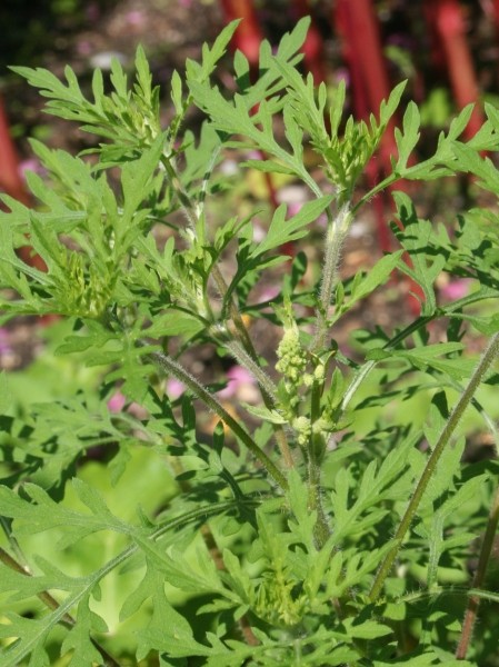 Pflanzenbild gross Aufrechtes Traubenkraut - Ambrosia artemisiifolia