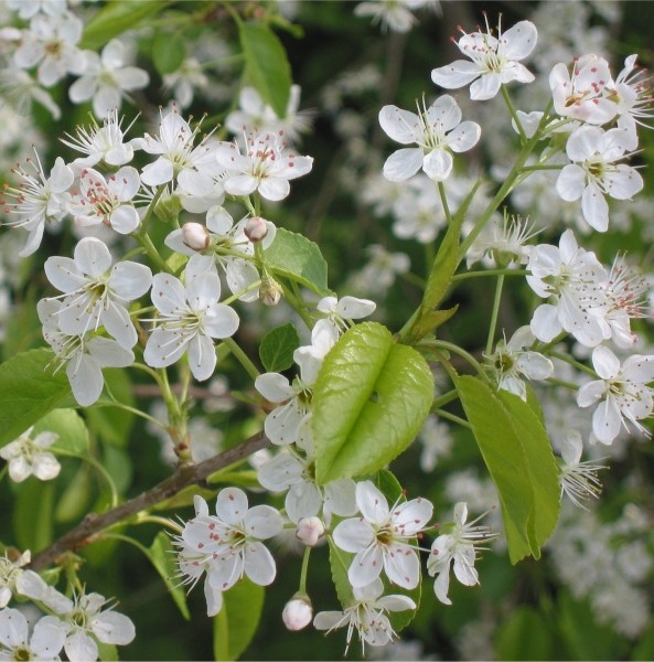 Pflanzenbild gross Felsenkirsche - Prunus mahaleb