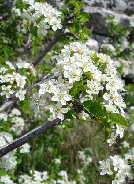 Pflanzenbild gross Felsenkirsche - Prunus mahaleb