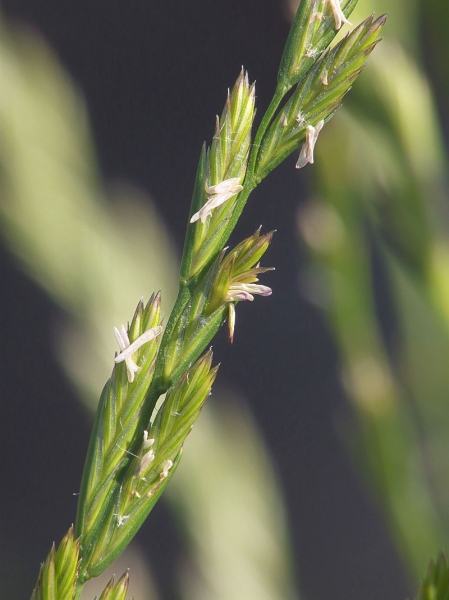 Pflanzenbild gross Englisches Raygras - Lolium perenne