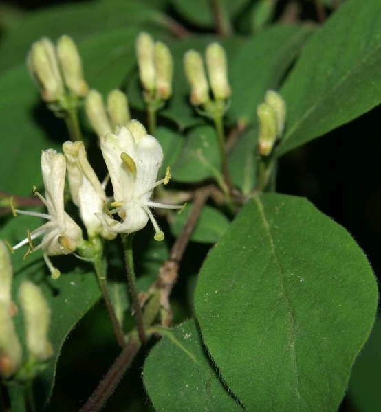 Pflanzenbild gross Rote Heckenkirsche - Lonicera xylosteum