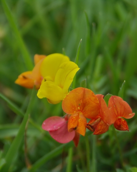 Pflanzenbild gross Alpen-Hornklee - Lotus alpinus