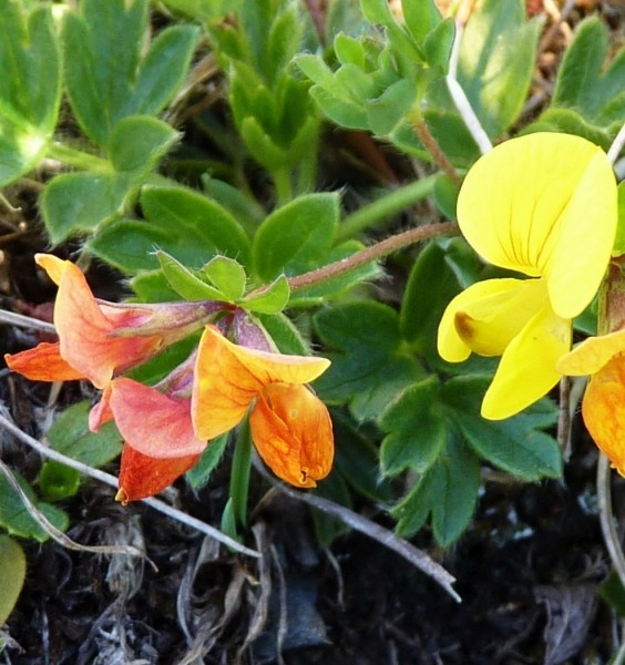 Pflanzenbild gross Alpen-Hornklee - Lotus alpinus