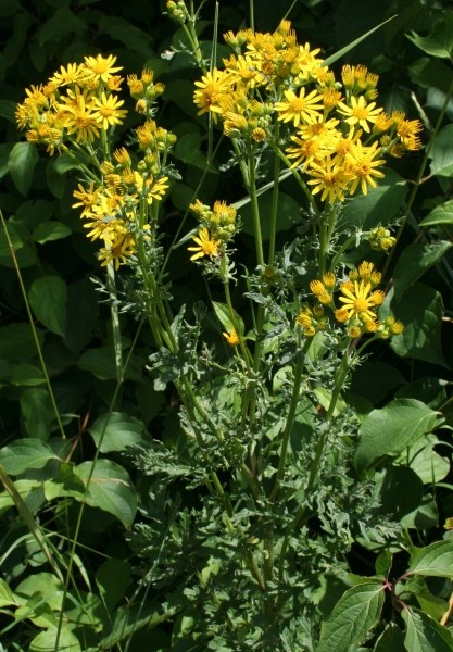 Pflanzenbild gross Jakobs Greiskraut - Senecio jacobaea