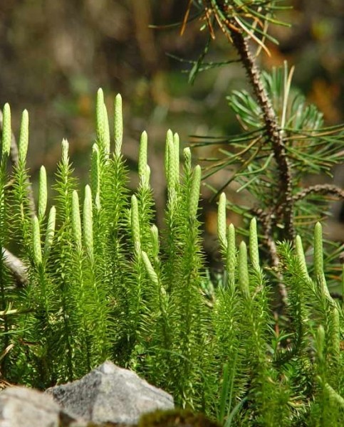 Pflanzenbild gross Wald-Bärlapp - Lycopodium annotinum