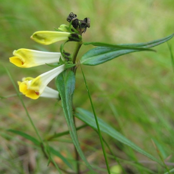 Pflanzenbild gross Wiesen-Wachtelweizen - Melampyrum pratense