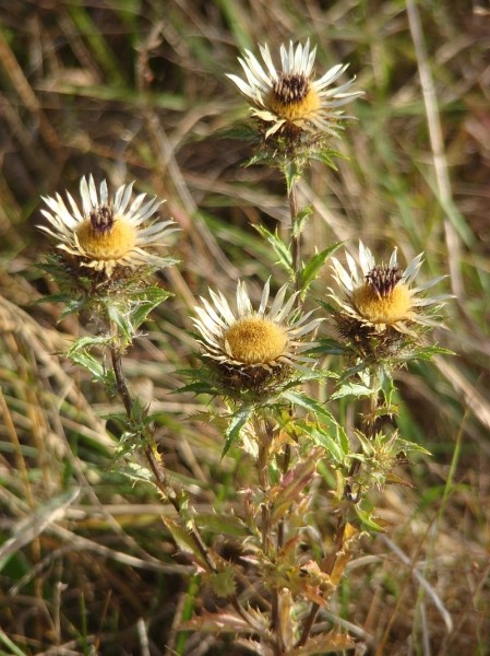 Pflanzenbild gross Gewöhnliche Golddistel - Carlina vulgaris