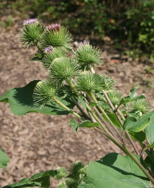 Pflanzenbild gross Grosse Klette - Arctium lappa