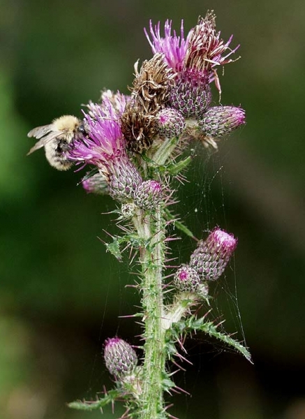 Pflanzenbild gross Sumpf-Kratzdistel - Cirsium palustre
