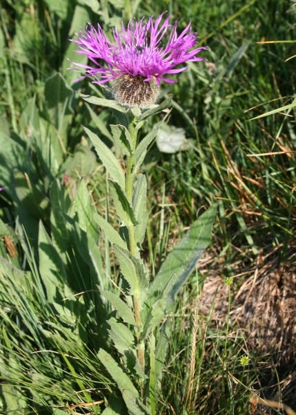 Pflanzenbild gross Federige Flockenblume - Centaurea nervosa