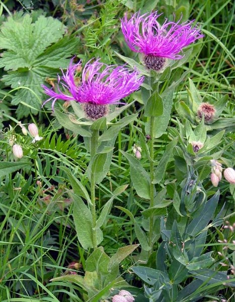 Pflanzenbild gross Federige Flockenblume - Centaurea nervosa