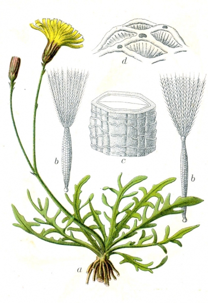 Pflanzenbild gross Herbst-Milchkraut - Leontodon autumnalis