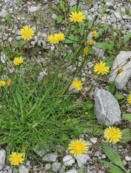 Pflanzenbild gross Herbst-Milchkraut - Leontodon autumnalis
