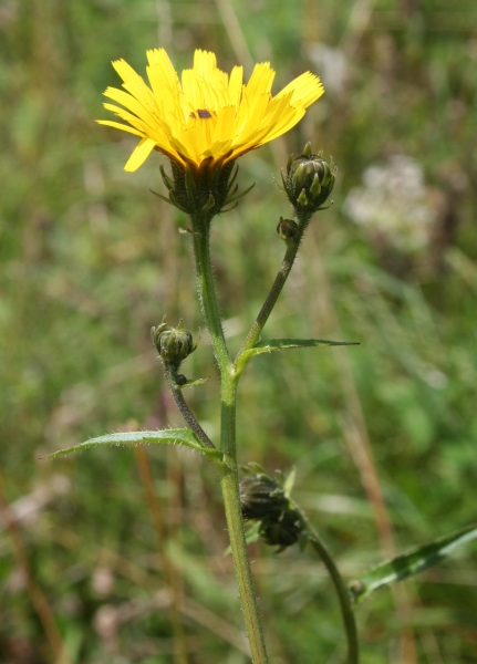 Pflanzenbild gross Gewöhnliches Bitterkraut - Picris hieracioides