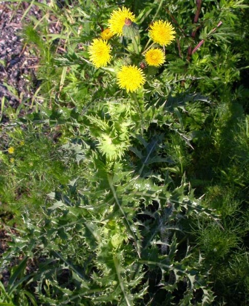 Pflanzenbild gross Raue Gänsedistel - Sonchus asper