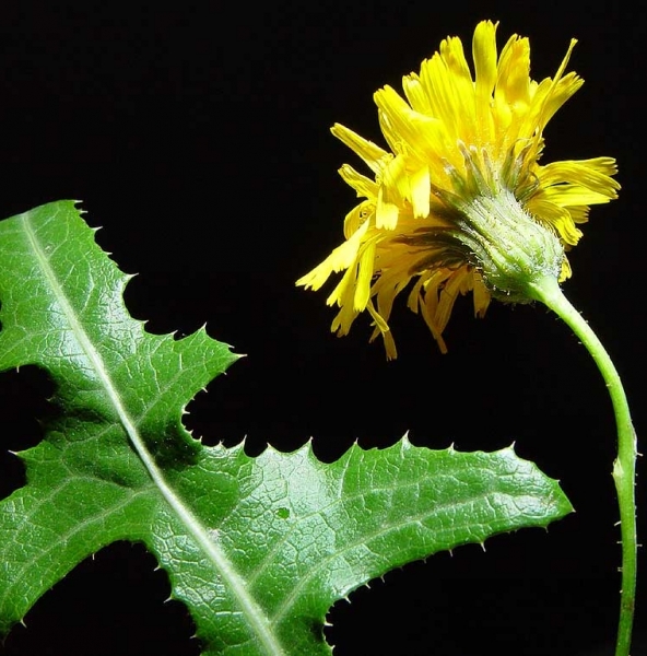 Pflanzenbild gross Gewöhnliche Acker-Gänsedistel - Sonchus arvensis subsp. arvensis