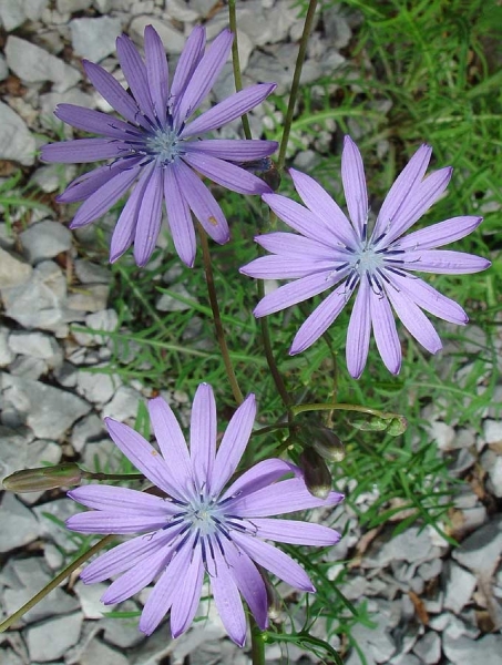 Pflanzenbild gross Blauer Lattich - Lactuca perennis