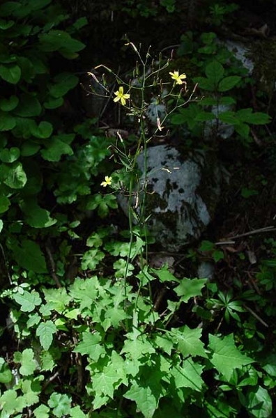 Pflanzenbild gross Mauerlattich - Mycelis muralis