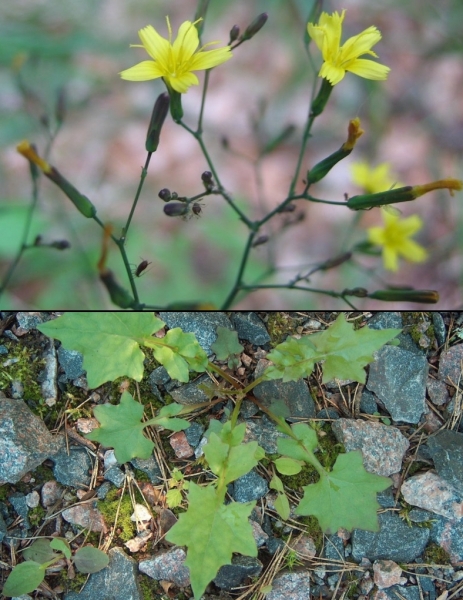 Pflanzenbild gross Mauerlattich - Mycelis muralis