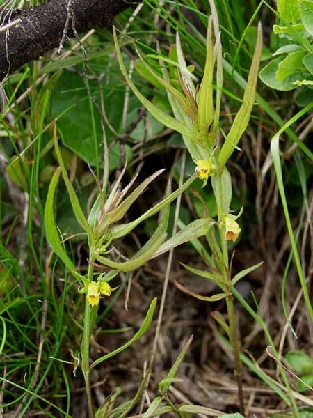 Pflanzenbild gross Wald-Wachtelweizen - Melampyrum sylvaticum