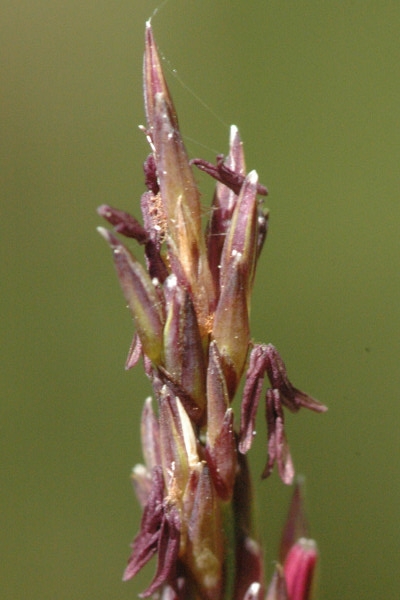 Pflanzenbild gross Blaues Pfeifengras - Molinia caerulea