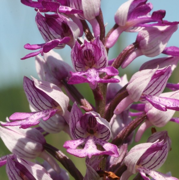 Pflanzenbild gross Helm-Knabenkraut - Orchis militaris